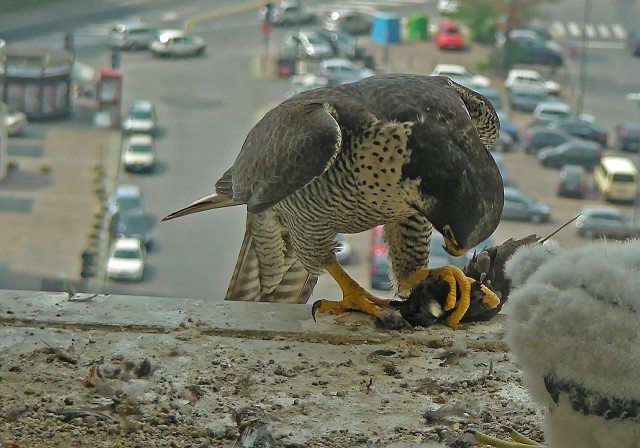 Accipiter nisus